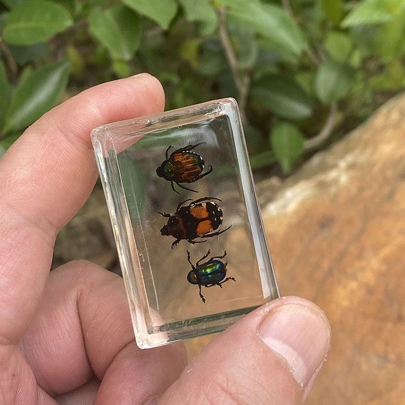 Okazy Owadów: Prawdziwy Pająk, Skorpion, Osa Błotna w Przezroczystej Żywicy do Nauczania i Dekoracji