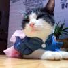 Denim Sphynx Cat Dress Skirt Summer Girl Female Pet Clothes for Cats Gotas Kitten Garfield Dresses Mascotas Costume Dog Clothing