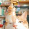 Pet Hair Storage Box Transparent Cat Hair Keepsake Container for DIY Decoration Memorial Gift Box for Pet Lovers Home Display