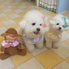 New Ins New Cute Checked Rabbit Cape Cloak Pet Cat Dog Pet Scarf Saliva Towel Decorative Gift