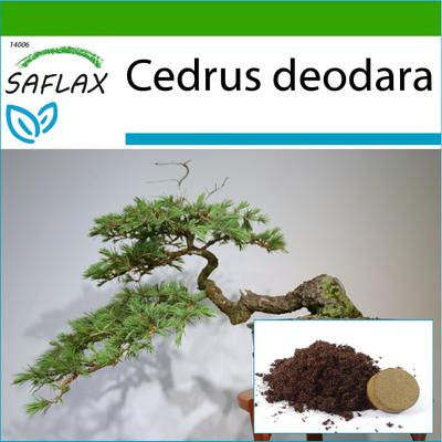 Bonsai - Cedro indiano - 35 semi - Con substrato in vaso per una migliore coltivazione - Cedrus deodara