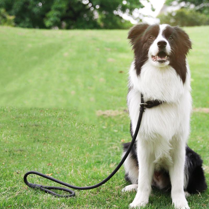 Nylon Dog Training Leash P Chain Pet Outdoor Walking Supplies for Small Medium Dogs Border Collie Golden Retriever Puppy