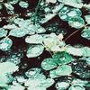 CD SADNESS - Rain Chamber FLOW49CD Flowing Downwar 2022 Japan Rock Used