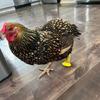 4 Stuks Kippenpootsteun Voor Gewond Vogel En Gevogelte Stabiele Veilige Spalk Voor Eenvoudige Toepassing voor Aviaire Verzorging
