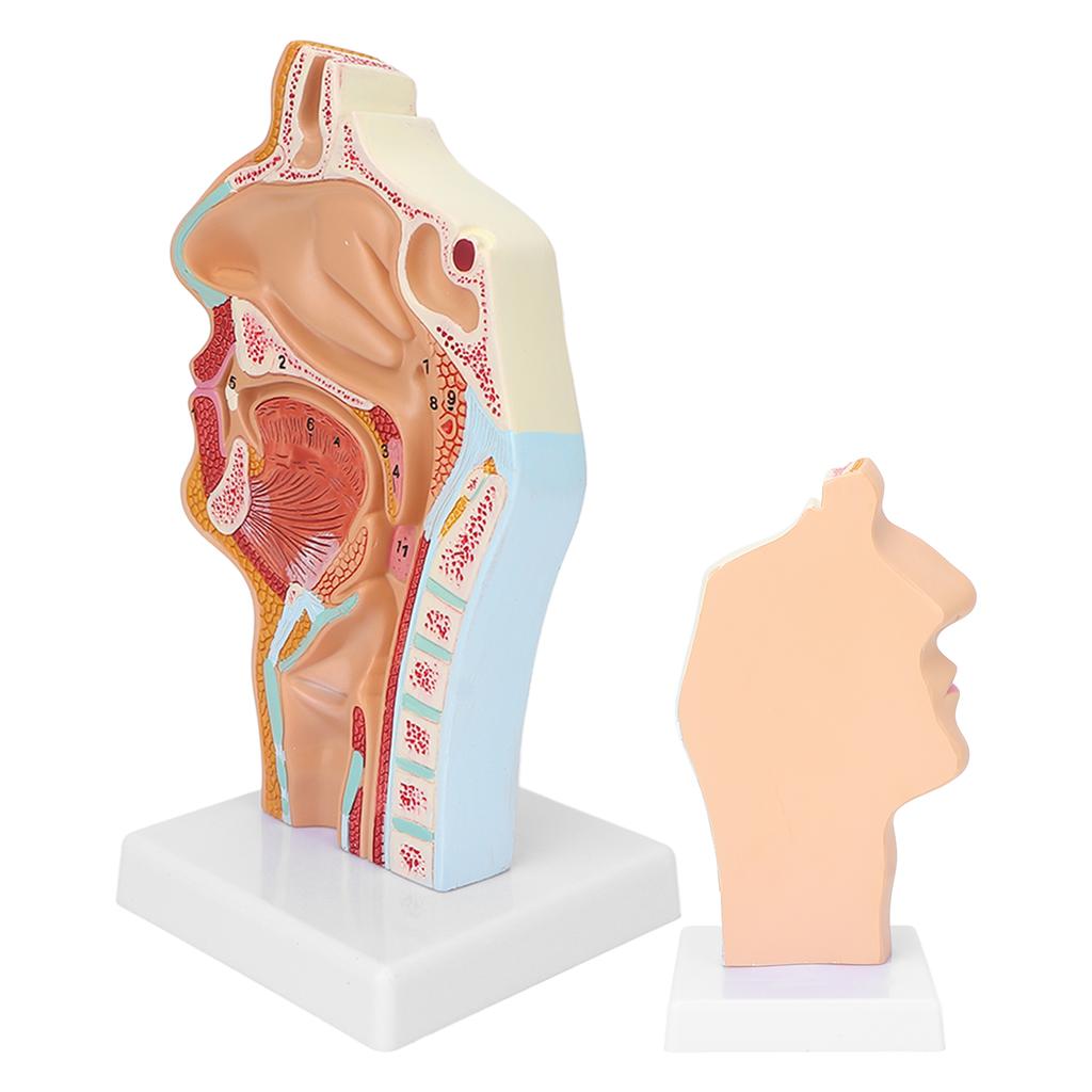 Human Nasal Oral Cavity Throat Anatomical Model for Science Classroom Teaching Presentation Display