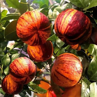 CITRUS SINENSIS 'DOUBLE SANGUINELLO' pomeranč - 10 čerstvých semen