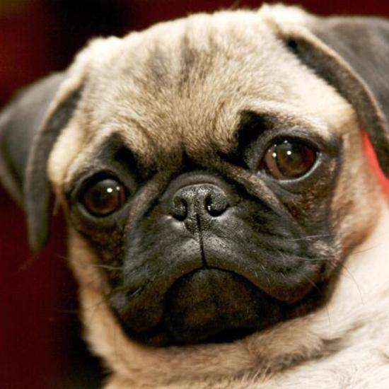 

Huacan 3D DIY Алмазная картина животное собака вышивка крестиком домашний декор 30x30