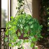 Wall Mounted Flower Pot Outdoor Wall Mounted Planter Basket Artistic Sense Planting Tool for Ceilings Patios Balconies Porches