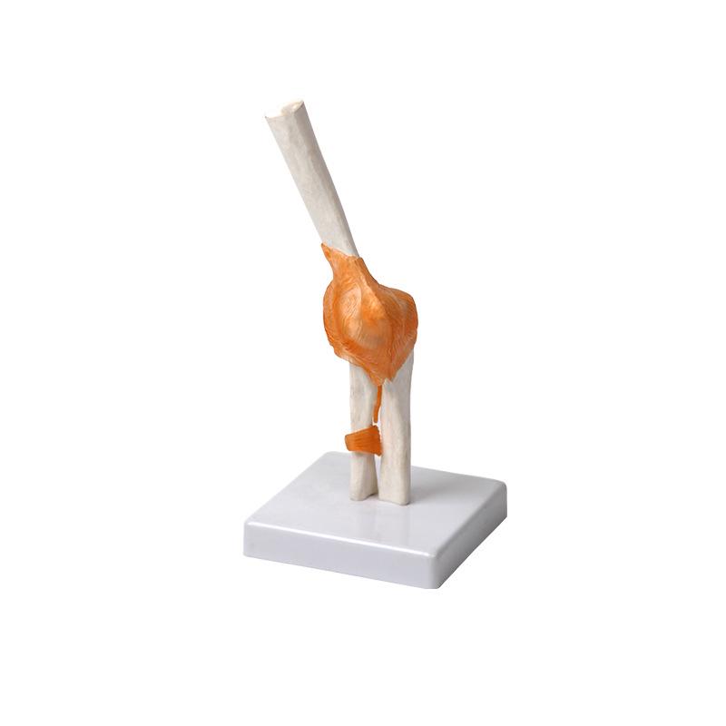 Qinghua Human Joint & Ligament Model for Elbow, Shoulder, Hip, Foot - Medical Teaching Aid