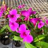Aromatyczna plama atramentu Dendrobium Storczyk Doniczka hydroponiczna