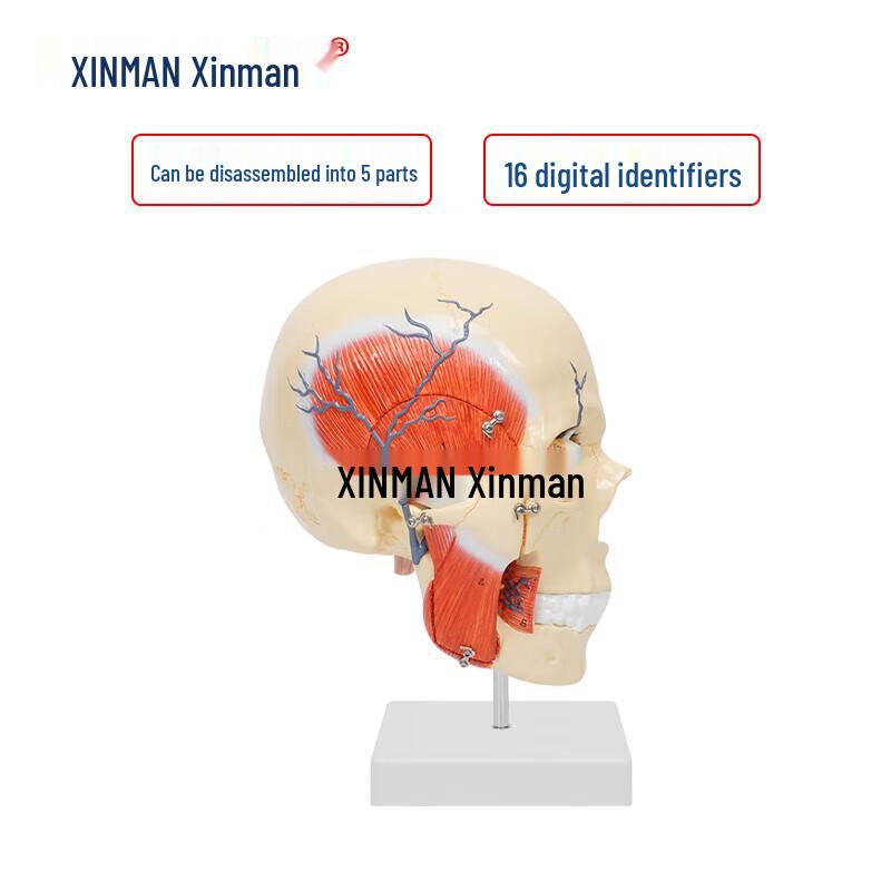 XINMAN Masticatory Muscle Maxillofacial Anatomy Model