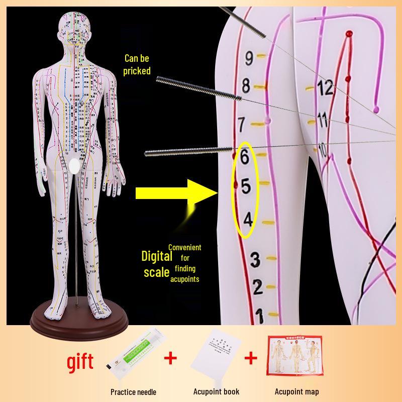 Ultra-Clear Silicone Model: Acupuncture & Meridians Teaching for Tuina Massage Practice