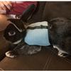 Cani – Collari e guinzagli per cani