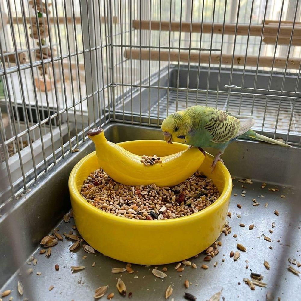 Wide Mouth Pet Feeding Bowl Fruit Shape Tortoise Feeding Dish Bird Feeding Dish  Small Pet