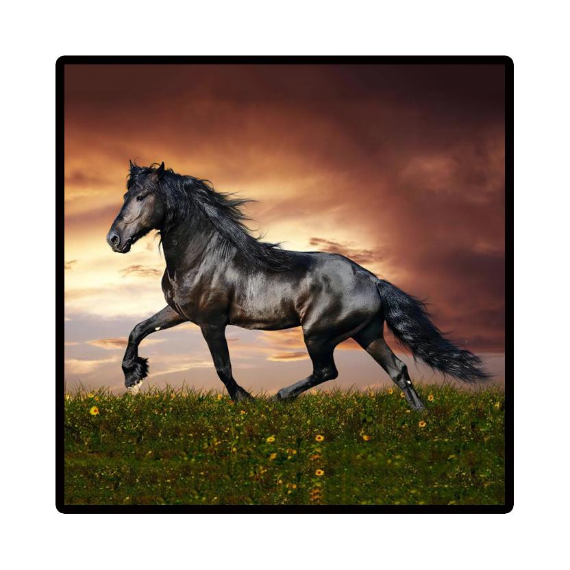 Art Picture Nordic Home Decor Canvas Painting Modern Cuadros Decoracion Beautiful Horse Wall Pictures Poster Cute