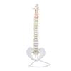 Spine Model with Pelvis Articulated Flexible Sturdy for Teachers