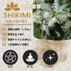 [Made in Japan] Shikimi Incense Sticks, Shikimi Scent, for Buddhist Altars, Meditation, Purification, and Barrier, Shikimi Koya Reiko, 5-inch Large Bo