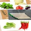 Green Vegetable Gift Pencils - A Wonderful Gift - 8 Pieces per Set