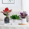 Eleganckie Półprzezroczyste Hydroponiczne Doniczki Ogrodowe z Efektywną Kontrolą Wilgoci Odpowiednie dla Sukulentów Bonsai
