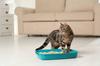 Bentonite Cat Litter, Clumping, Lavender Scent