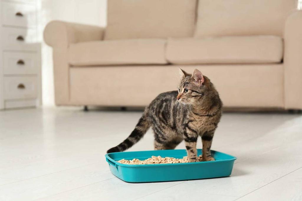 Bentonite Cat Litter, Clumping, Lavender Scent