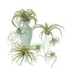 Realistic Faux Tillandsia Succulents Artificial Air Plant For Indoor Home Office Green Plant for Shelf Desk Decoration