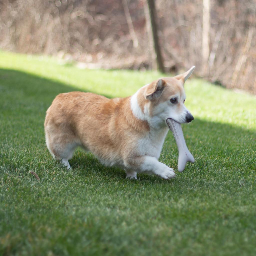 Petstages Giant Deer Horn Dog Toy