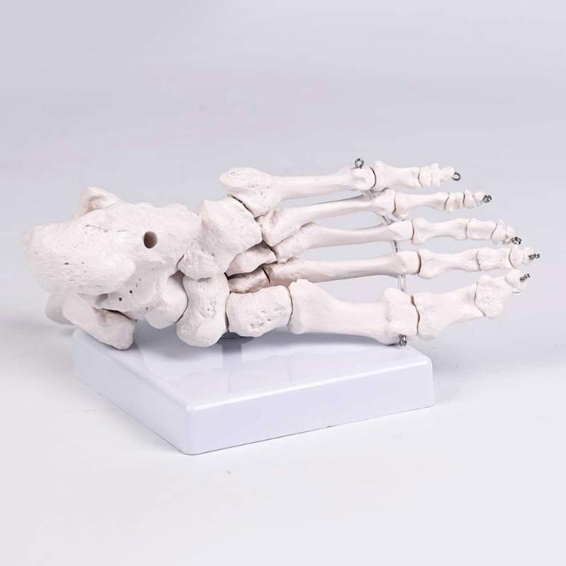 PVC Human Foot Skeleton Model For Anatomy Teaching Learning With Accurate Bone Structure Representation In Classrooms