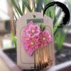Sakura Tassel Fan Hairpin Tassels Japanese Kimono Headwear Lovely   Girls