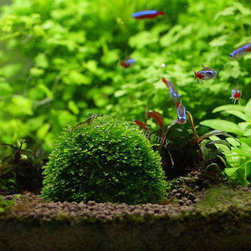 Natural Mineral Aquatic Moss Ball for Aquarium Crystal Red Shrimp Fish for Tank 6XDE