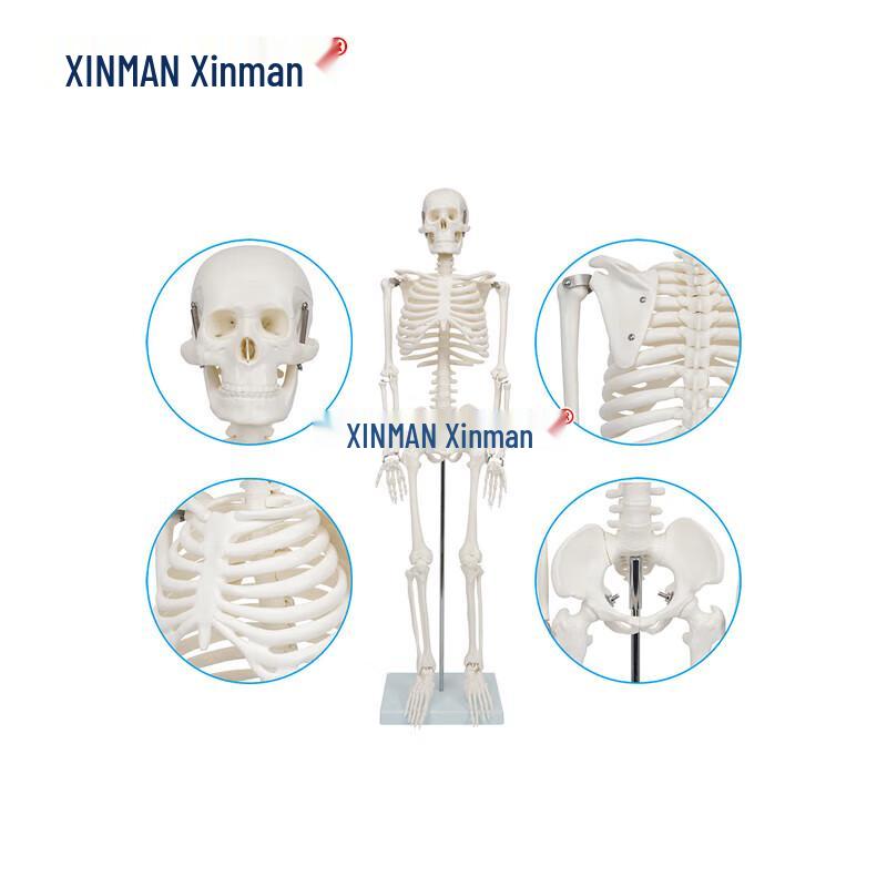 XINMAN 85CM Human Skeleton Model