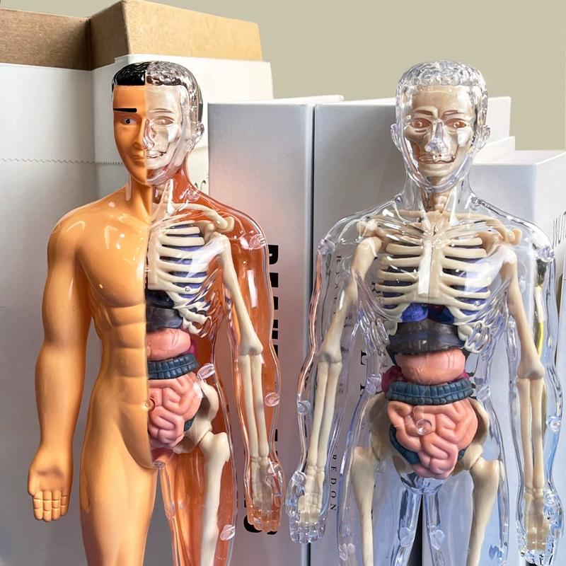 3D lidská kostra, anatomie orgánů, vědecký model, sada pro dětské tělesné vzdělávání, odnímatelné simulační modely pro kutily a sestavování orgánů