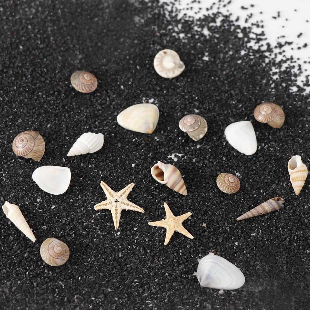 Exquisite Shell Conch Natural Shell Flat Bottom Conch Jewelry Accessories Micro Landscape DIY Nail Art Decoration