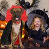 Stand-Collar Halloween Pet Cape Adjustable Dogs Wizard Outfit Cool Pet Cosplay Costume  Puppy