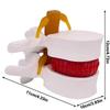 3D Model Lumbar Model Spine Demonstration Structure  Teaching Demonstration