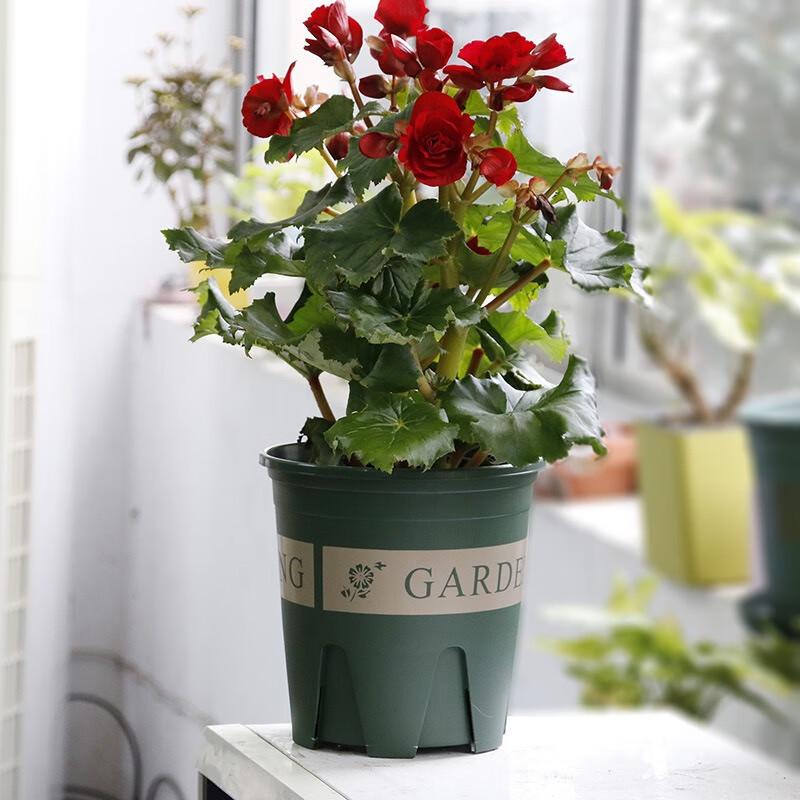 Liliang Breathable Plastic Root Control Flower Pot