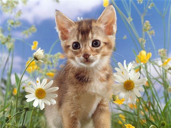 Diy Diamond Painting Bird Home Decor Mosaic Spring Flower Animal Embroidery Handmade Gift Wall Stickers