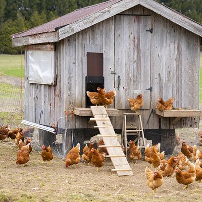 Poultry Gate Chicken Hennery Henhouse Door Opener Light Sensors Automatic Lifting Opener Magnetics
