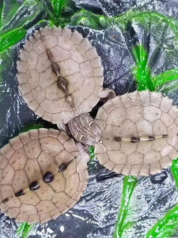 Live Mississippi Map Turtle - Small Deep Water Pet, Ideal for Mixed Breeding Ornamental Tanks