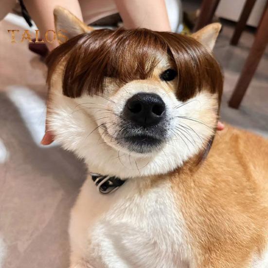 Perruque amusante pour animal de compagnie, déguisement de cosplay, aspect réaliste, ajustable, facile à nettoyer, pour chien et chat de taille moyenne et grande taille, décoration