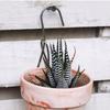 Clay Pot Hanger Hook Metal Plant Wall Hanger Stainless Steel Outdoor Wall Hook Metal Plant Stand For Indoor And Outdoor Orchids