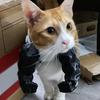 Braț Muscular de Pisică Braț de Gât Imprimat 3D cu Mușchi Animal de Companie Accesorii Costum Cosplay pentru Halloween Consumabile pentru Petrecere de Ziua de Naștere