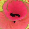 Simulation Coral Decoration Fluorescent Fish   Plants Decoration for Landscape Decor