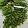 Decorative Landscaping Wheat Dried Flower Mix with Self-Adhesive Tree Powder