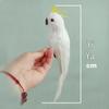 Colorful Large Parrot Decorative Ornament with Feathers