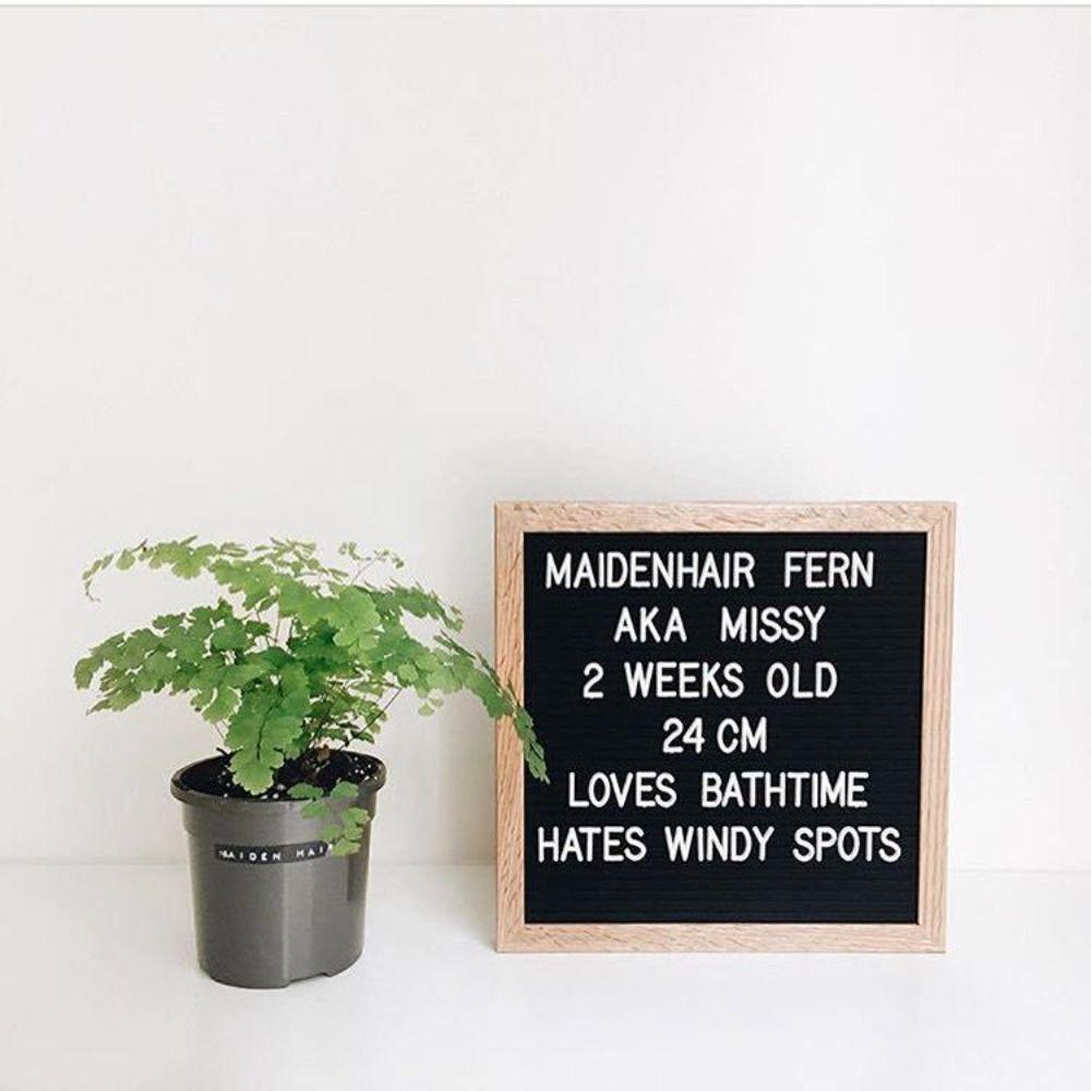 Multifunctional Wooden Letter Message Board Changeable Symbols Home Decorations Felt Letter Board 10x10 Inch Blackboard Home