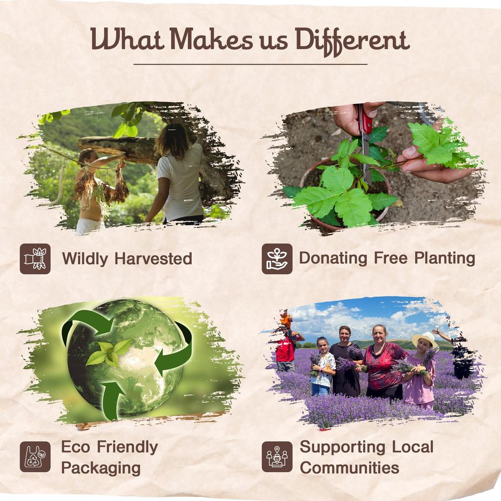 Sagrada Madre Palo Santo Incense, 8 Sticks, Champa #23024