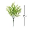 Plant Asparagus Cochinchinensis For Interior Decoration Photography Events