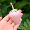 62KD 6Pcs Fabric Strawberry Handmade Bowl Fillers for Farmhouse Spring Decorations