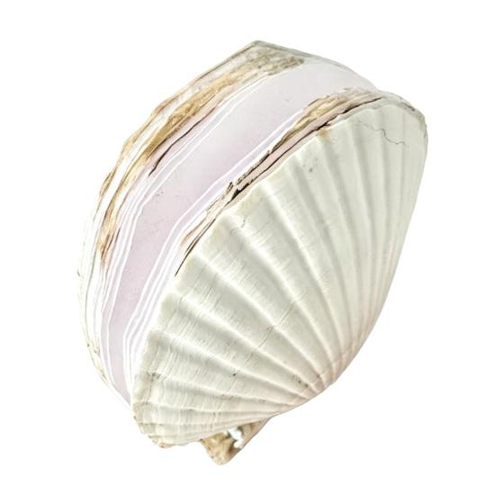 

Natural Scallop Shell Journal with Handmade Paper Beach-Themed Notebook for Writing Sketching Ocean-Inspired Diary for Women Girls Sea Lovers A